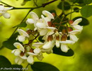 black locust  